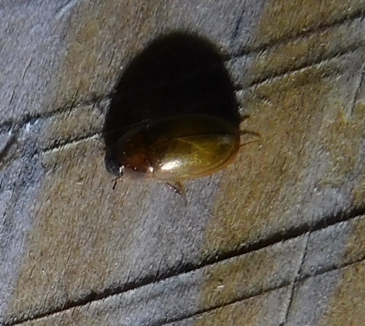 Enochrus