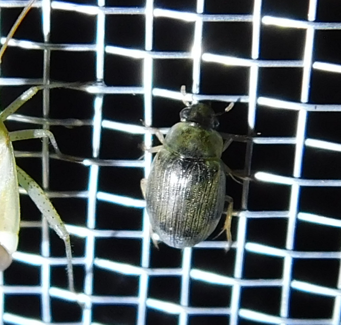 Berosus Berosus