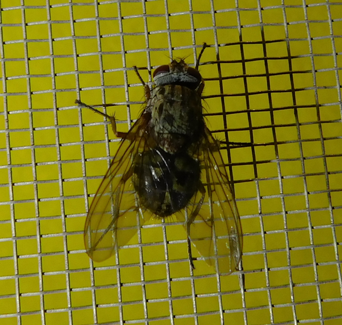 Muscidae - igazi legyek