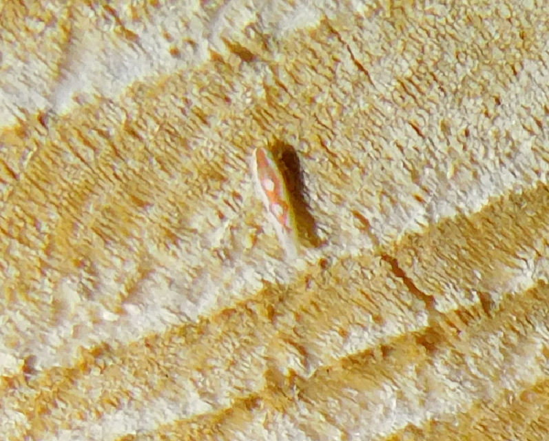 Zygina