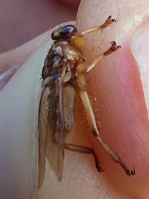 Hippobosca equina - ló-kullancslégy
