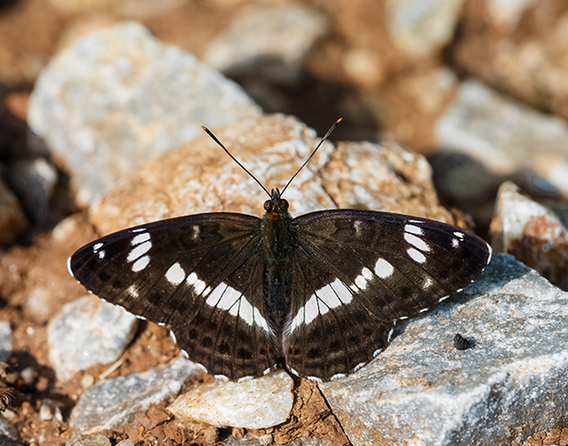 Limenitis camilla - kis lonclepke