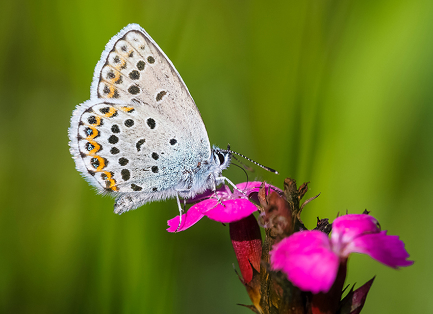Plebejus idas - északi boglárka