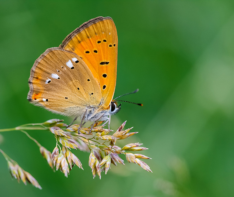 Lycaena virgaureae - arany-tűzlepke