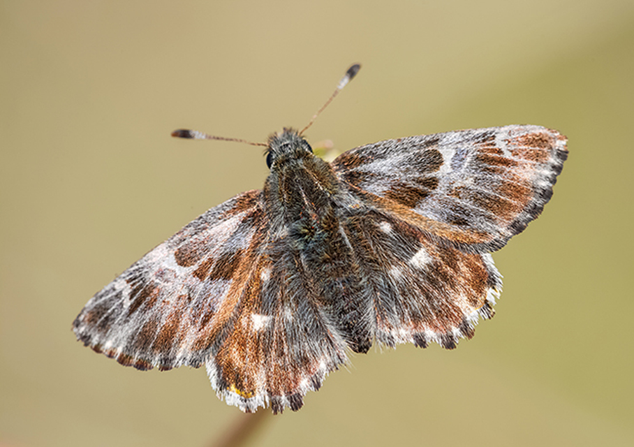 Carcharodus floccifera - pemetefű-busalepke
