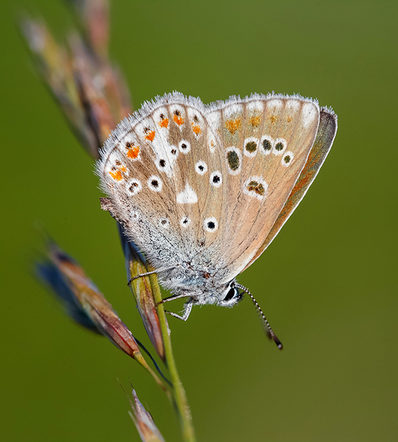 Polyommatus dorylas - fénylő boglárka