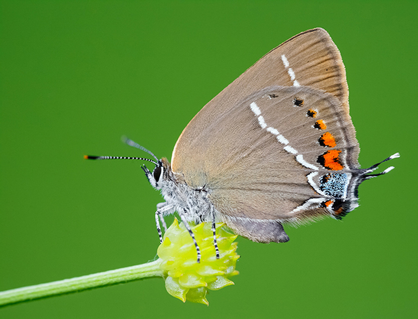 Satyrium spini - kökény-csücsköslepke