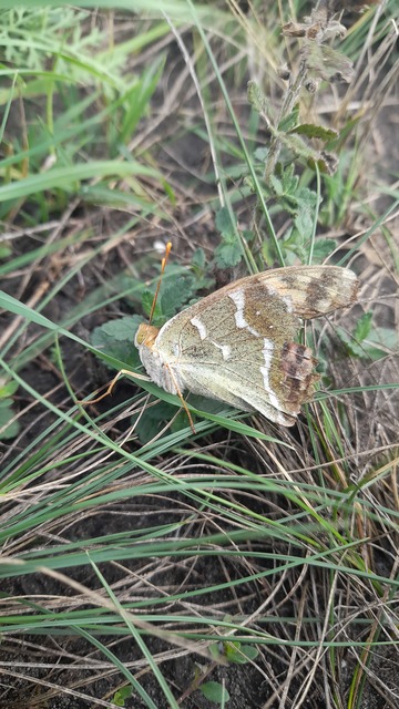 Argynnis pandora - zöldes gyöngyházlepke