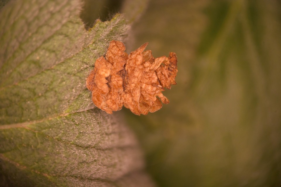 Coleophora virgatella - zsályarágó zsákosmoly