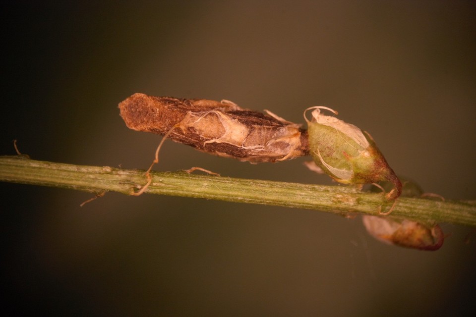 Coleophora trifolii - somkóró-zsákosmoly
