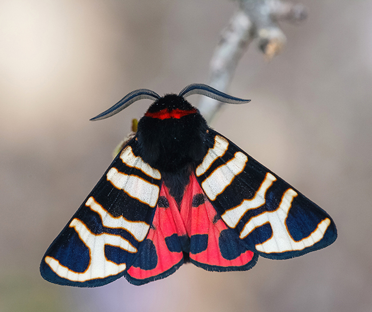 Arctia festiva - díszes medvelepke