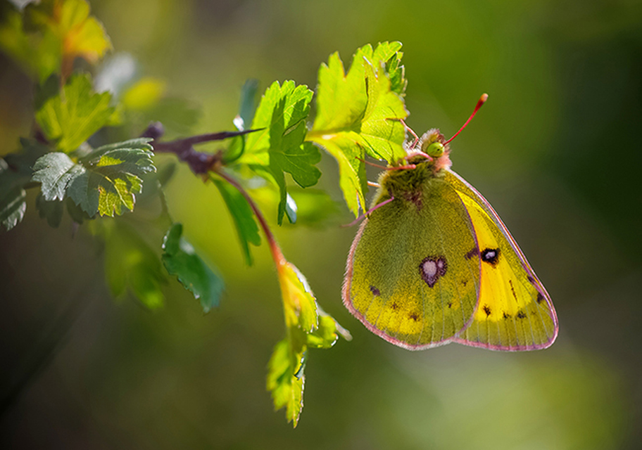 Colias chrysotheme - dolomit-kéneslepke