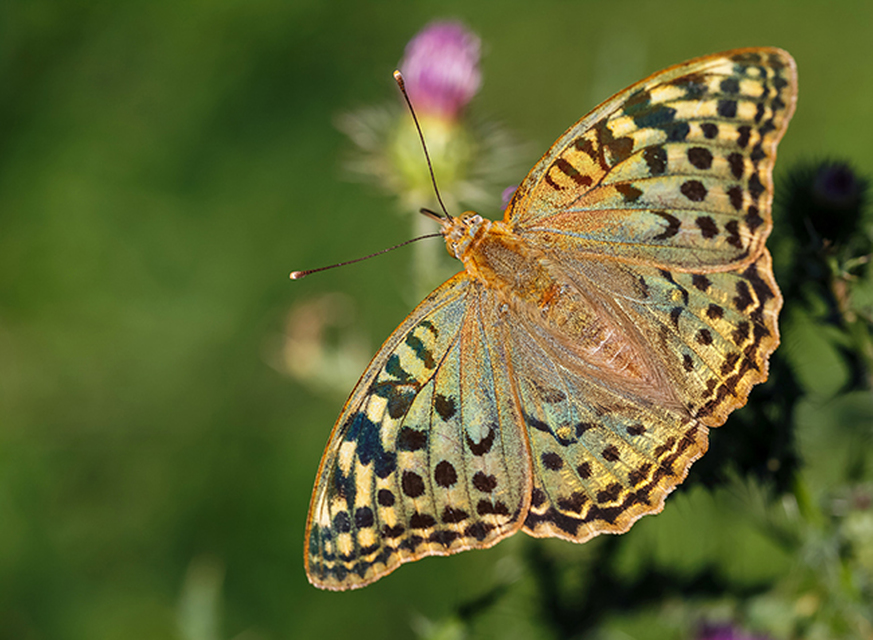 Argynnis pandora - zöldes gyöngyházlepke
