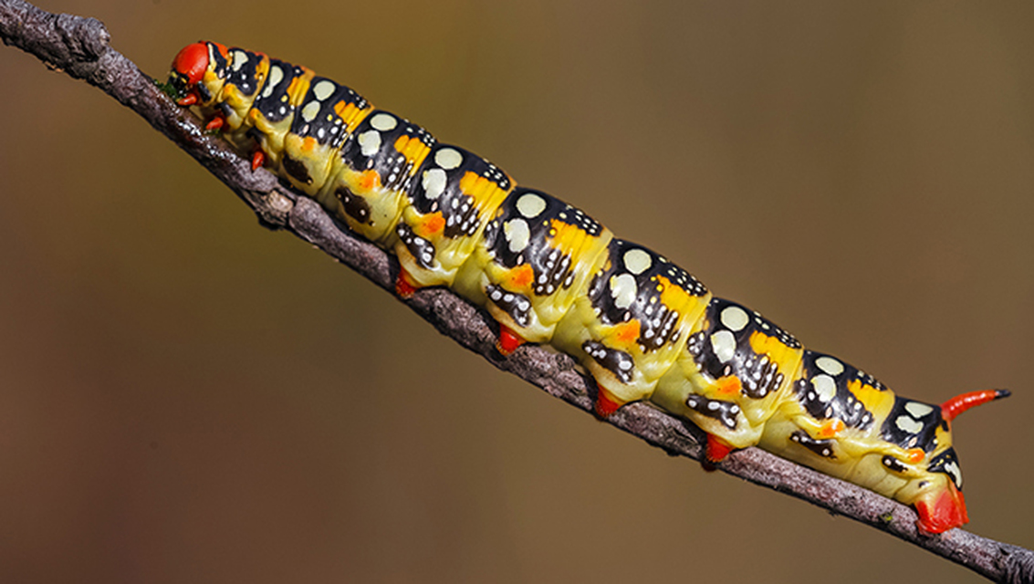 Hyles euphorbiae - kutyatejszender