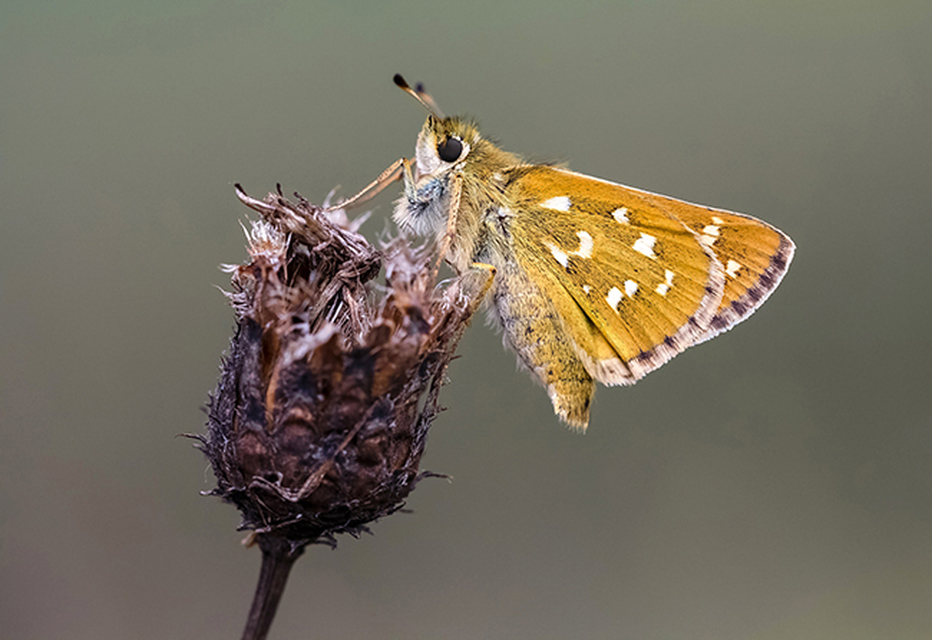 Hesperia comma - vesszős busalepke