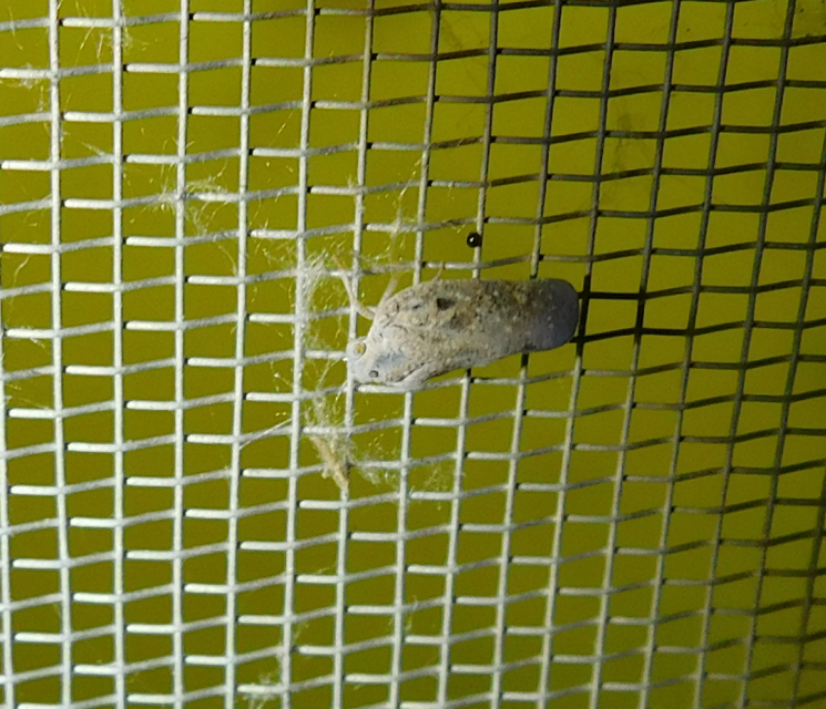 Metcalfa pruinosa - amerikai lepkekabóca