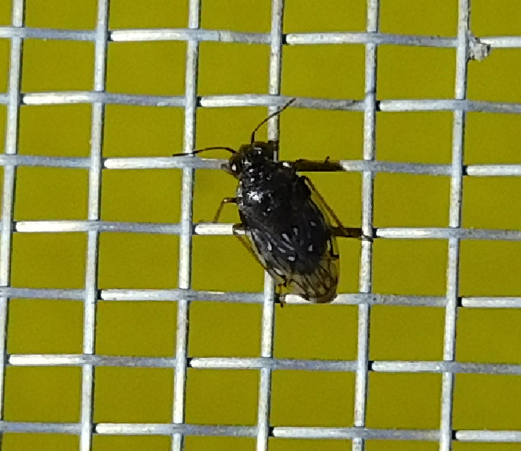 Saldidae - partipoloskák