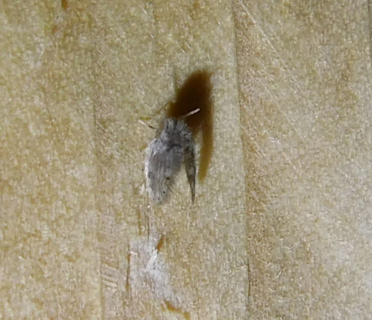 Tinearia alternata