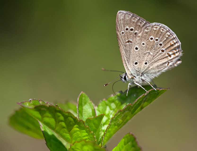 Polyommatus admetus - bundás boglárka