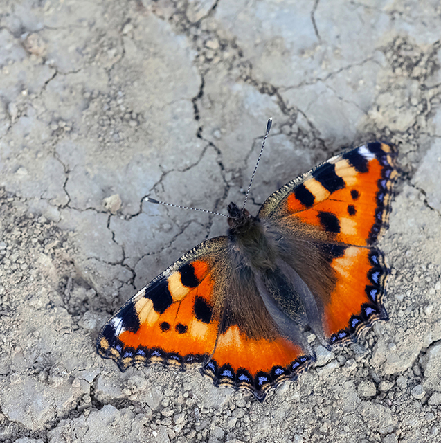 Nymphalis urticae - kis rókalepke