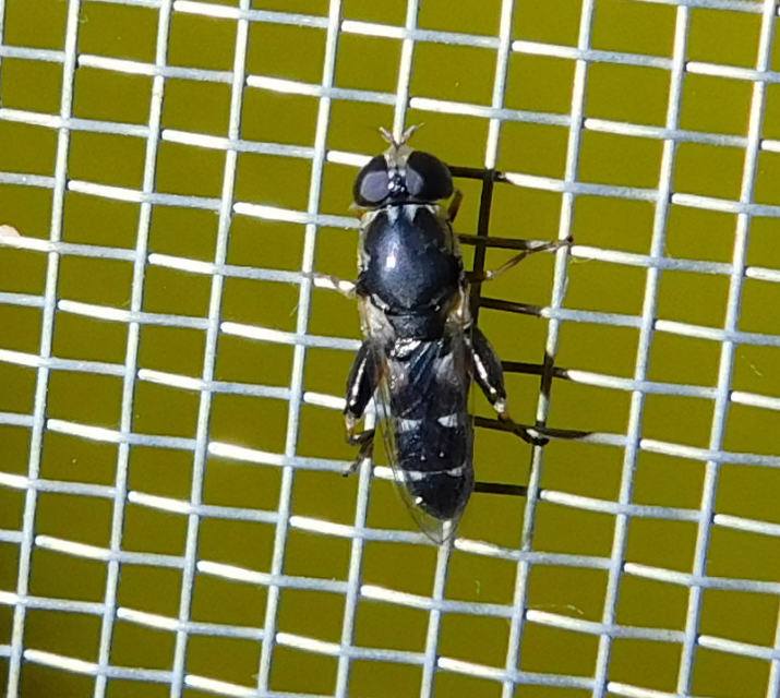 Syritta pipiens - zizegő comboslégy