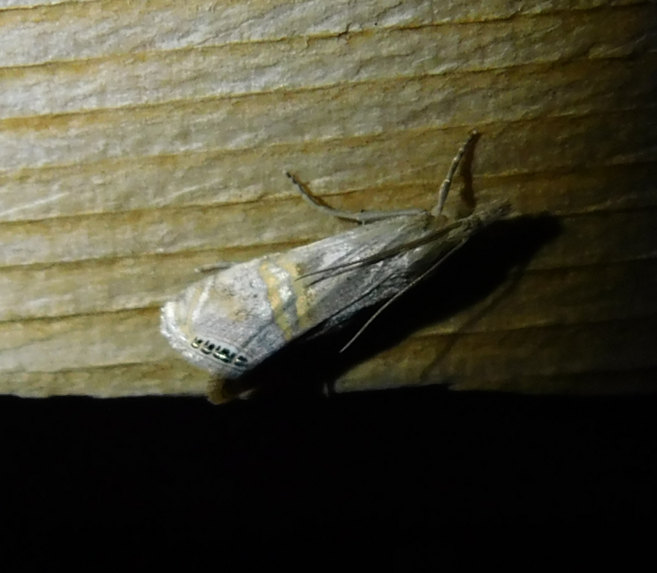 Euchromius ocellea - ezüstcsíkos mozaikmoly