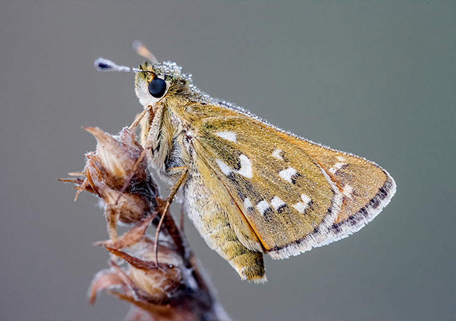 Hesperia comma - vesszős busalepke