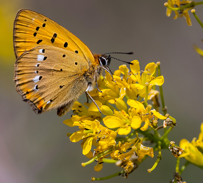 Lycaena virgaureae - arany-tűzlepke