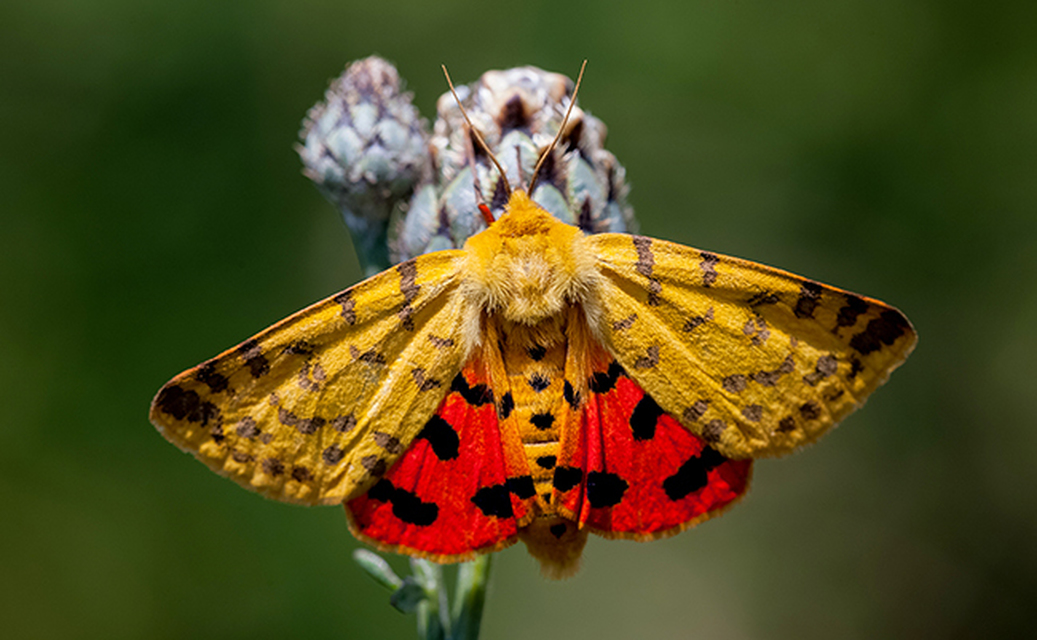 Rhyparia purpurata - bíborszínű medvelepke