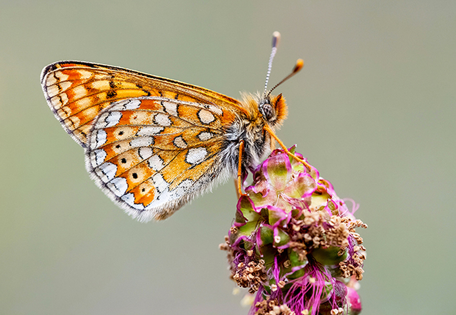 Euphydryas aurinia - lápi tarkalepke