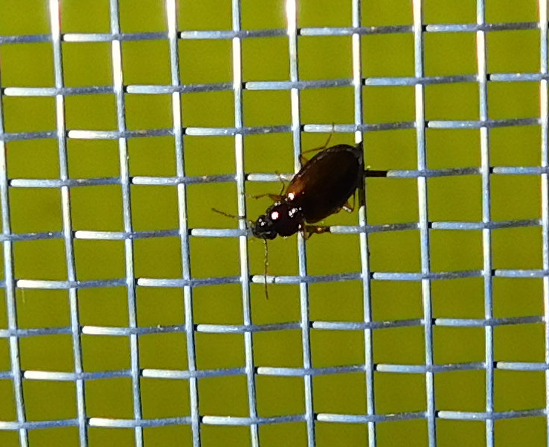 Trechus quadristriatus - közönséges fürgefutonc