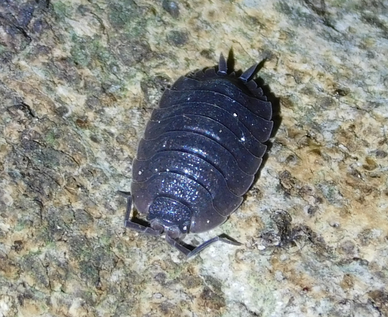 Porcellio scaber - érdes pinceászka Porcellio scaber - érdes pinceászka