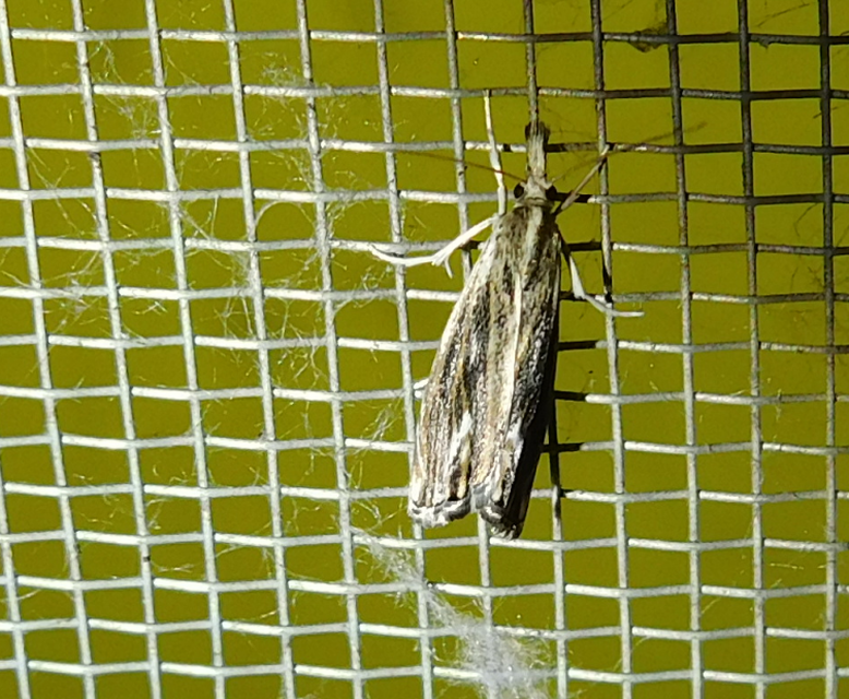 Catoptria verellus - kormos fűgyökérmoly