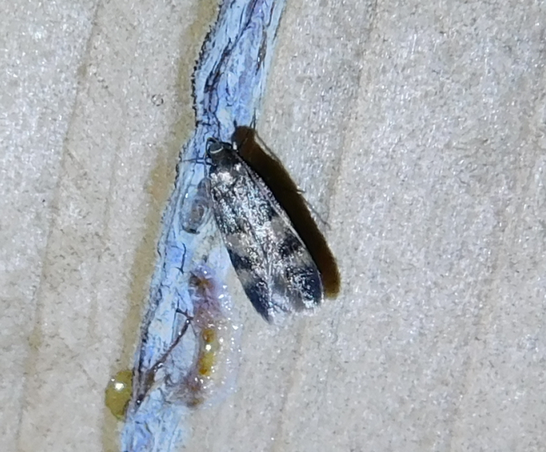 Oegoconia