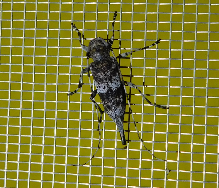 Acanthocinus griseus - szürke daliáscincér