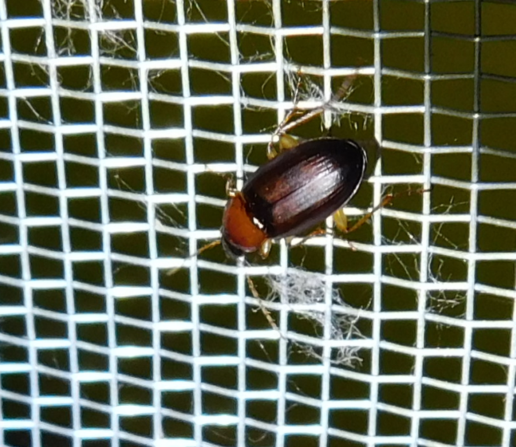 Calathus melanocephalus - vörösnyakú tarfutó Calathus melanocephalus - vörösnyakú tarfutó
