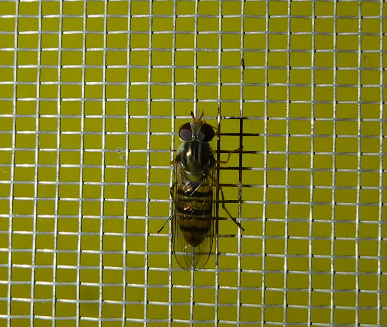 Episyrphus balteatus - ékfoltos zengőlégy