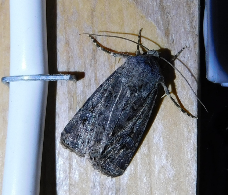 Agrotis bigramma - kétjegyű földibagoly