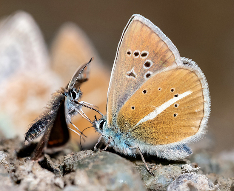 Polyommatus damon - csíkos boglárka