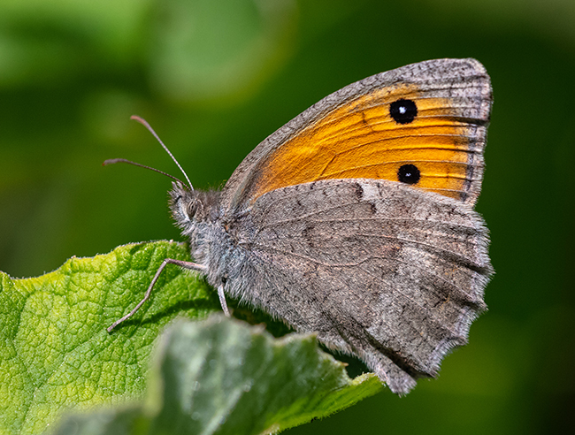 Hyponephele lycaon - erdei ökörszemlepke