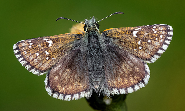 Pyrgus serratulae - homályos busalepke