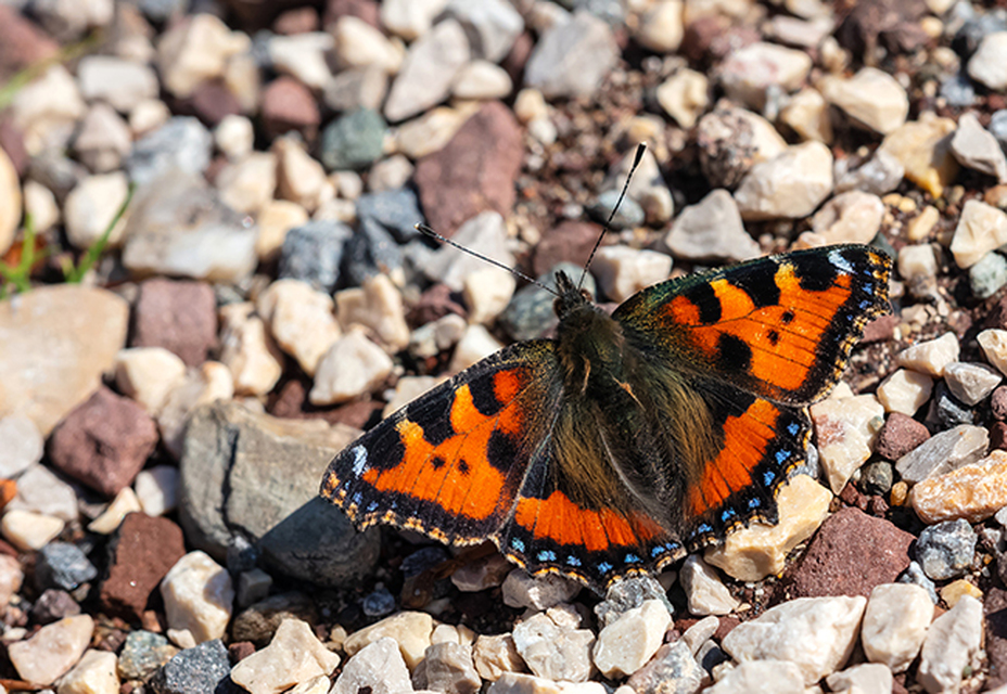 Nymphalis urticae - kis rókalepke