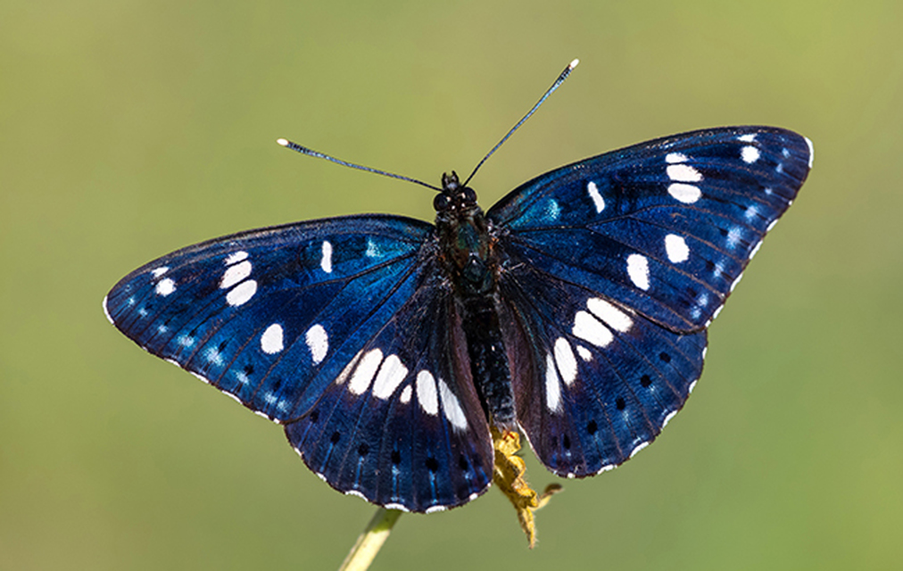 Limenitis reducta - kék lonclepke