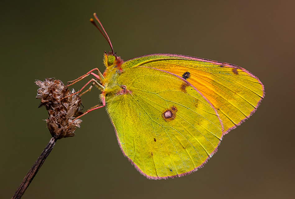Colias myrmidone - narancslepke
