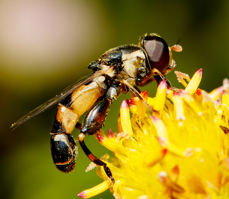 Syritta pipiens - zizegő comboslégy