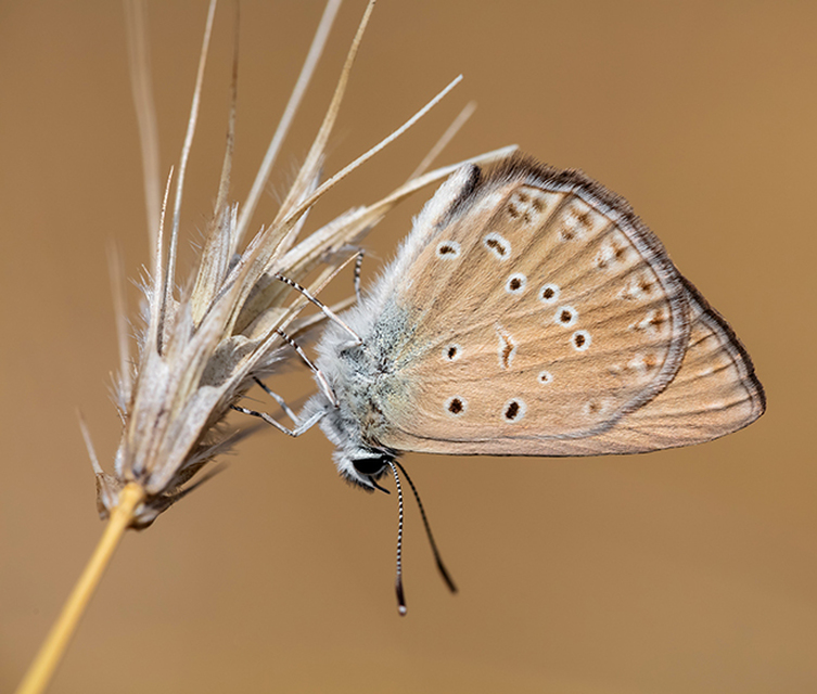 Polyommatus admetus - bundás boglárka