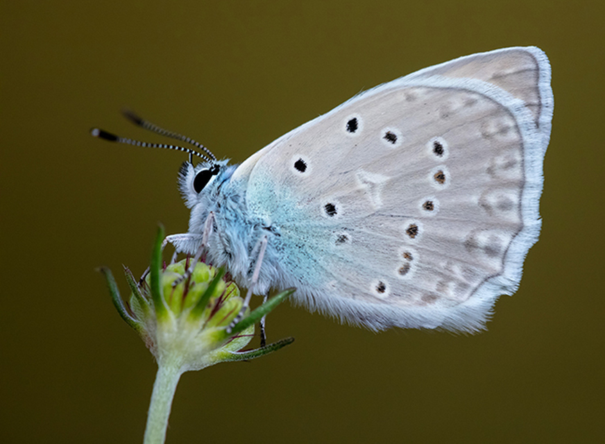 Polyommatus daphnis - csipkés boglárka