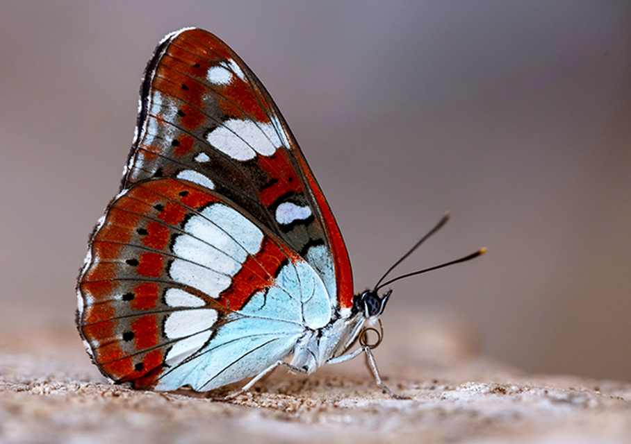 Limenitis reducta - kék lonclepke