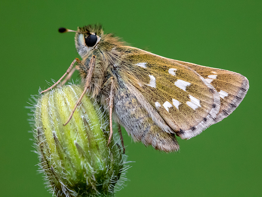Hesperia comma - vesszős busalepke