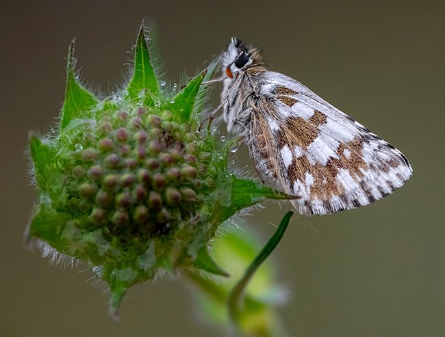 Pyrgus alveus - hegyi busalepke